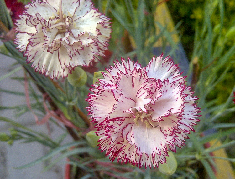 January Flower - Carnation