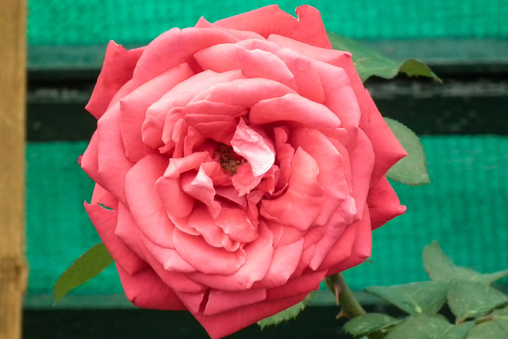 06-June-Rose-2