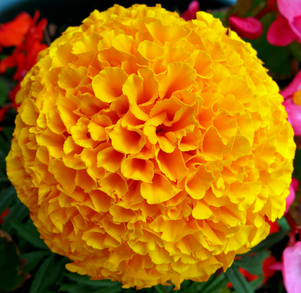 October birth flower Marigold